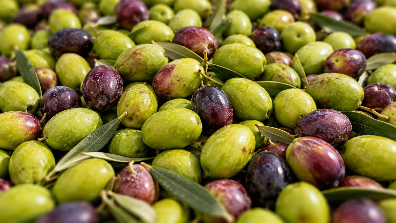 olive-naturali olive-naturali