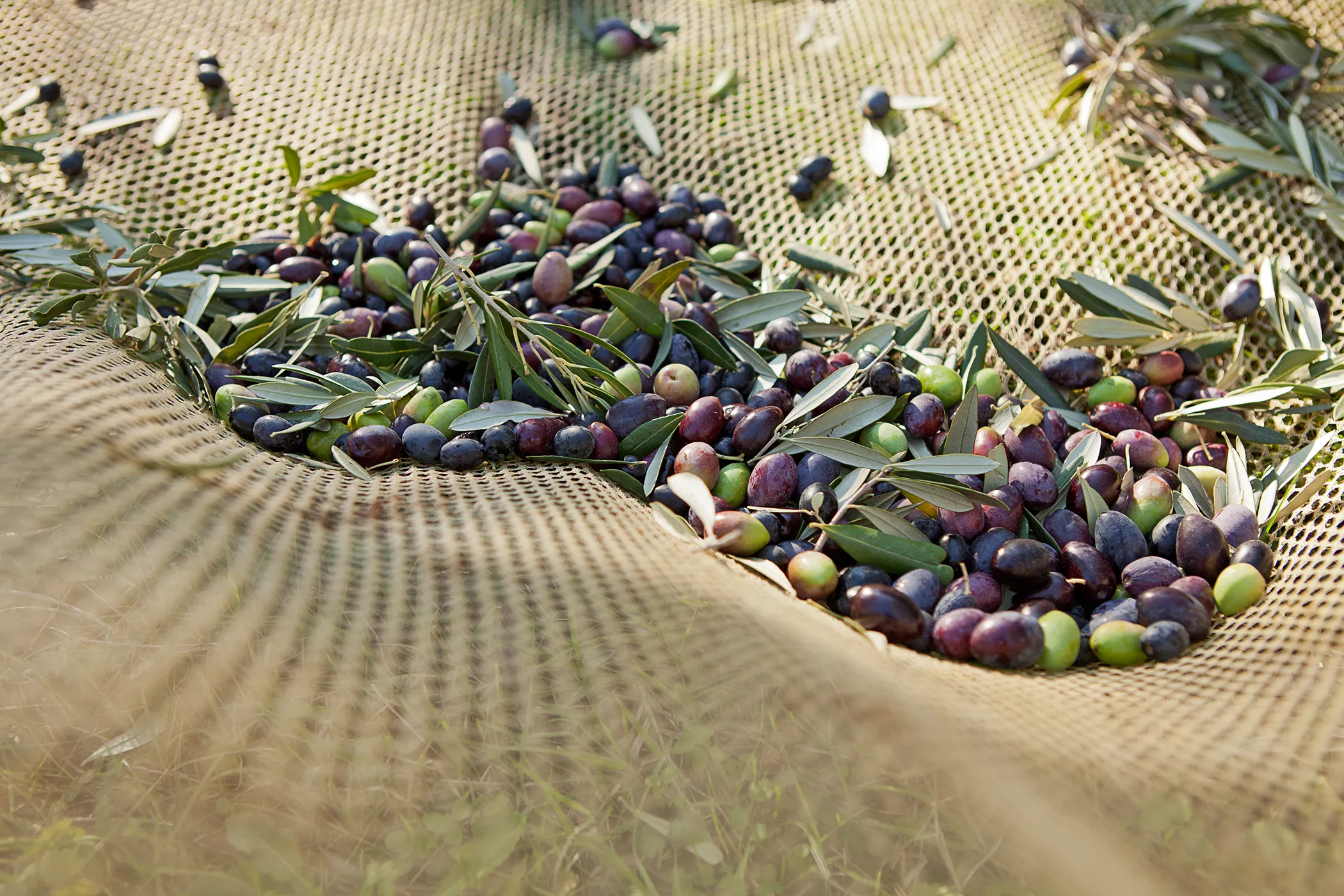 raccolta olive